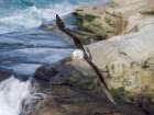 Black-browed Albatross or Mollymawk flying over the cliffs of Saunders Island.Falkland Islands. Coastal Print